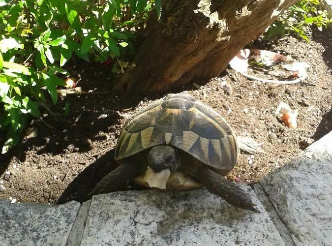 Daire Karla Makarska