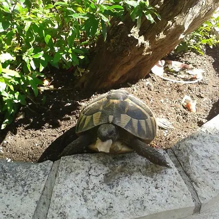 Διαμέρισμα Karla Μακάρσκα